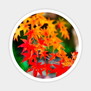 Photography - Japanese fall Magnet